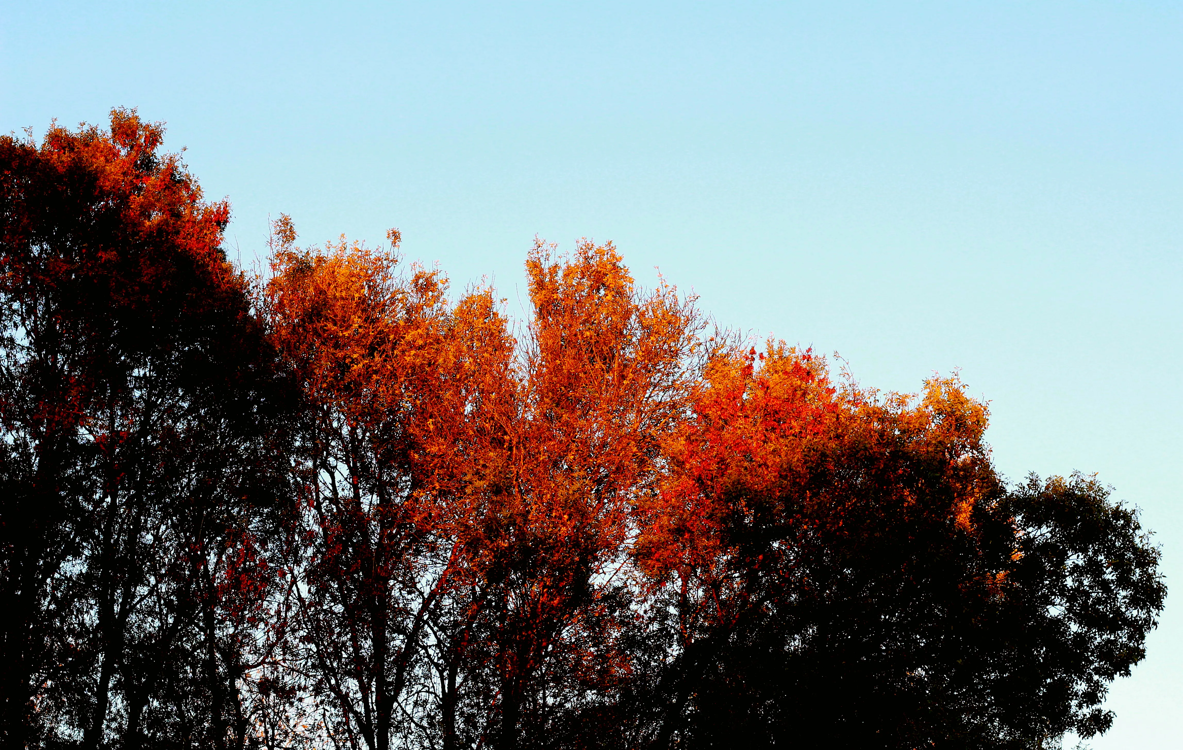 Soleil levant sur la cîme des arbres.